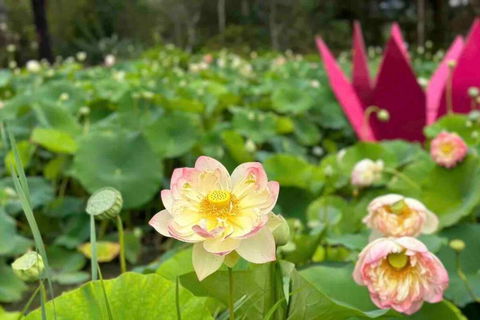 Tiny House At Gilderoy Valley Views - Sydneys Hotel 2