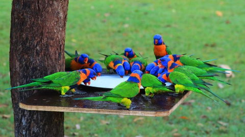 Batchelor Holiday Park - Sydneys Hotel 0