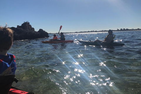 Penguin Island And Fremantle - Canoe, Chocolate & Coffee - Sydneys Hotel 1
