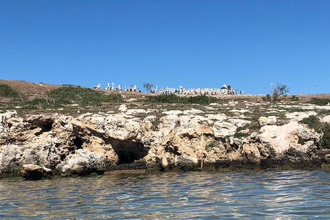 Penguin Island And Fremantle - Canoe, Chocolate & Coffee - Sydneys Hotel 5