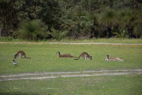 Yanchep & Lancelin - Wildlife, Cave And Sands - Sydneys Hotel 0