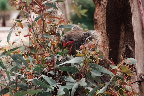 Yanchep & Lancelin - Wildlife, Cave And Sands - Sydneys Hotel 1
