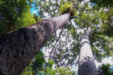 Paronella Park And Millaa Millaa Falls Full-day Tour From Cairns - Sydneys Hotel 1