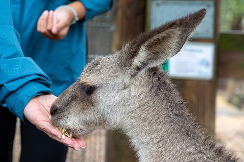 Private Blue Mountains Escape The Crowds SUV Tour - Sydneys Hotel 2