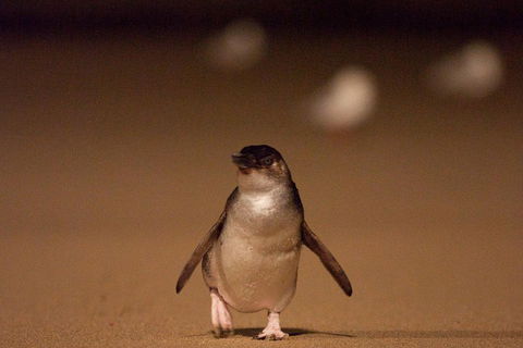 Phillip Island Medium Size Group Tour - Sydneys Hotel 4