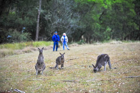 Private Blue Mountains And Winery Day-Trip From Sydney - Sydneys Hotel 5
