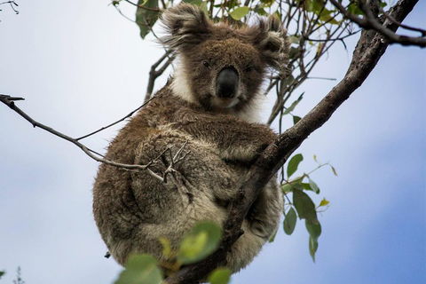 Phillip Island And French Island Wildlife Expedition - Sydneys Hotel 3