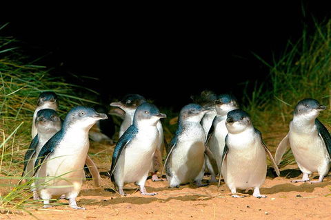 Phillip Island Penguins Private Tour - Sydneys Hotel 0