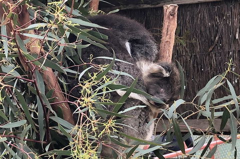 Phillip Island Penguins Private Tour - Sydneys Hotel 2
