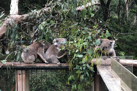 Phillip Island Penguins Private Tour - Sydneys Hotel 3
