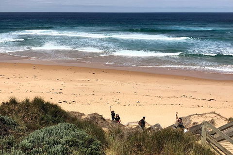 Phillip Island Penguins Private Tour - Sydneys Hotel 4