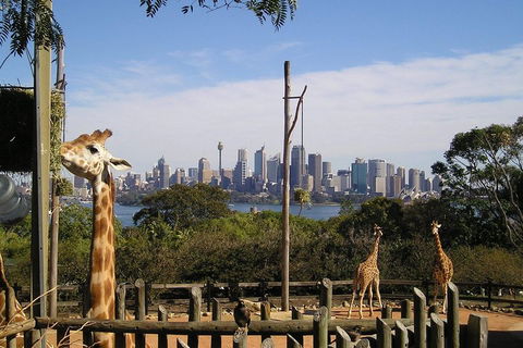 Sydney Taronga Zoo's Australian Animals Tour - Sydneys Hotel 4
