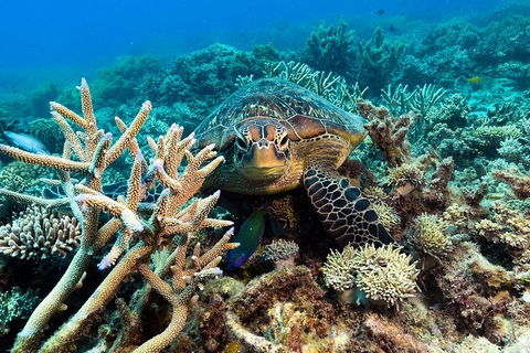Great Barrier Reef Day Cruise From Cairns Including Snorkeling And Marine Biologist Presentation - Sydneys Hotel 4
