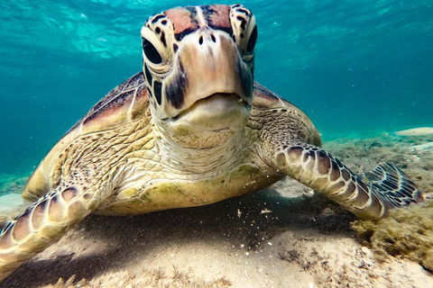 Sail, Snorkel, SUP & Kayak Charter Whitsundays - Sydneys Hotel 0