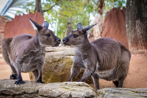 Australia Multi-City Attractions Pass - Sydneys Hotel 4