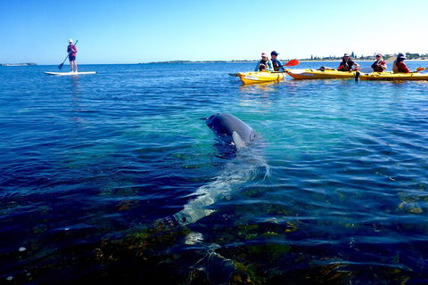Penguin And Seal Islands Sea Kayaking Experience - Sydneys Hotel 0