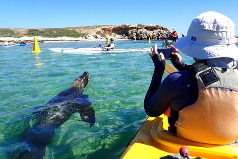 Penguin And Seal Islands Sea Kayaking Experience - Sydneys Hotel 2