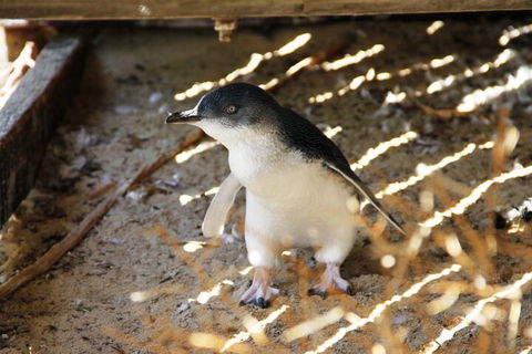 Penguin And Seal Islands Sea Kayaking Experience - Sydneys Hotel 3