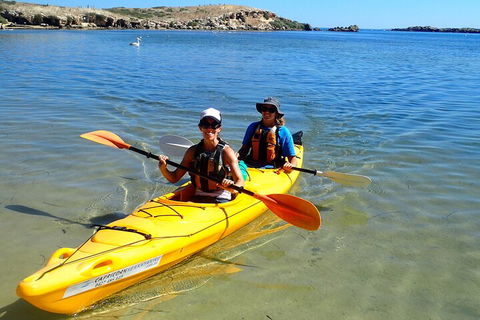 Penguin And Seal Islands Sea Kayaking Experience - Sydneys Hotel 5