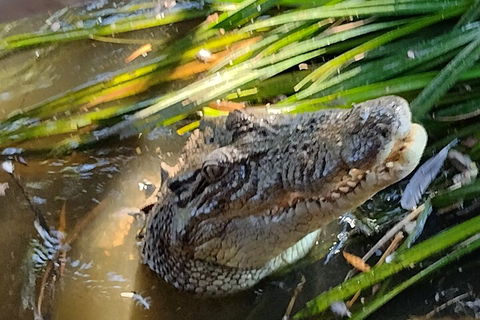 Litchfield Park Adventures And Jumping Crocodile Cruise + Butterfly Farm - Sydneys Hotel 4