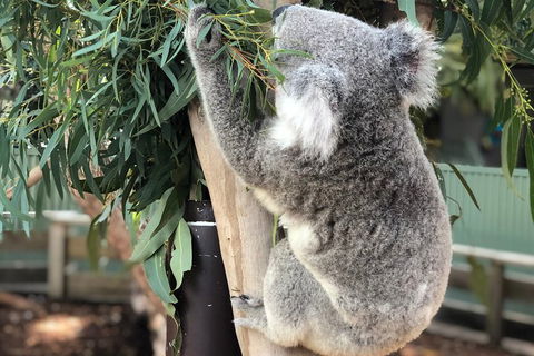 Private Blue Mountains And Wildlife Park Tour From Sydney With Barbecue Lunch - Sydneys Hotel 0