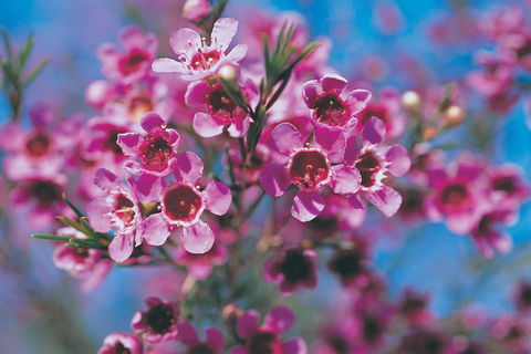 Best Of Perth Wildflower Season Day Trip - Sydneys Hotel 1