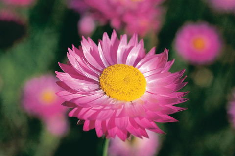 Best Of Perth Wildflower Season Day Trip - Sydneys Hotel 5