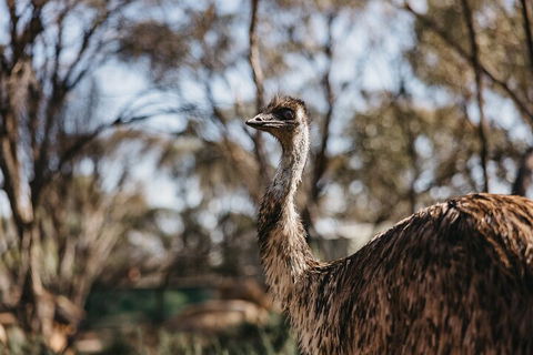 Wave Rock, York, Wildflowers, And Aboriginal Cultural Day Tour From Perth - Sydneys Hotel 4