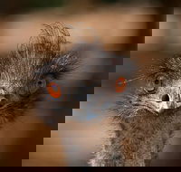 Currumbin Wildlife Sanctuary General Entry Ticket - Sydneys Hotel