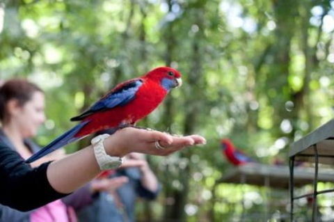 Springbrook National Park Discovery Full-Day Bushwalking Tour - Sydneys Hotel 1