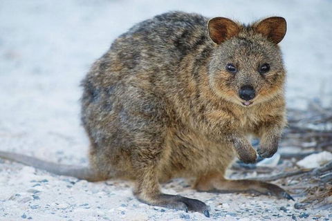 Perth To Rottnest Island Roundtrip Ferry Ticket - Sydneys Hotel 3