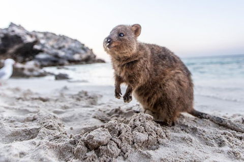 Perth To Rottnest Island Roundtrip Ferry Ticket - Sydneys Hotel 5