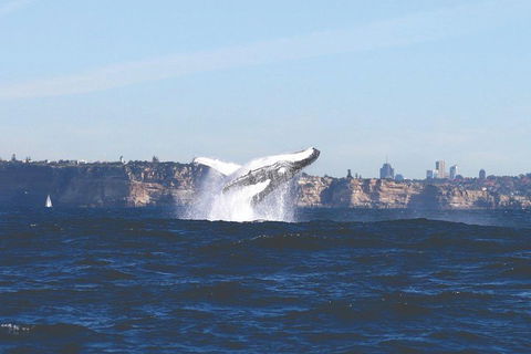 Sydney Whale-Watching Cruise - Sydneys Hotel 3