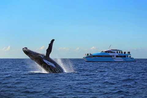 Sydney Whale-Watching Cruise - Sydneys Hotel 5