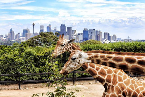 Go City | Sydney Explorer Pass With 20+ Attractions And Tours - Sydneys Hotel 2