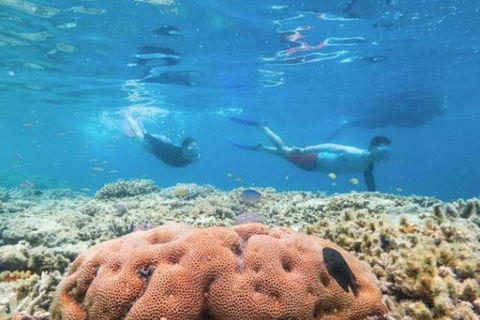 Great Barrier Reef Day Cruise To Reefworld - Sydneys Hotel 1