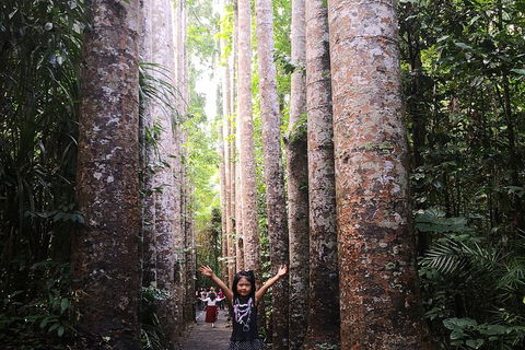 Private Tour To Paronella Park, Historic Village Herberton And Wild Life Wallaby - Sydneys Hotel 2
