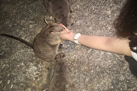 Private Tour To Paronella Park, Historic Village Herberton And Wild Life Wallaby - Sydneys Hotel 4