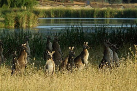 Canberra - The National Capital | Full Day Private Tour | Departs From Sydney - Sydneys Hotel 3