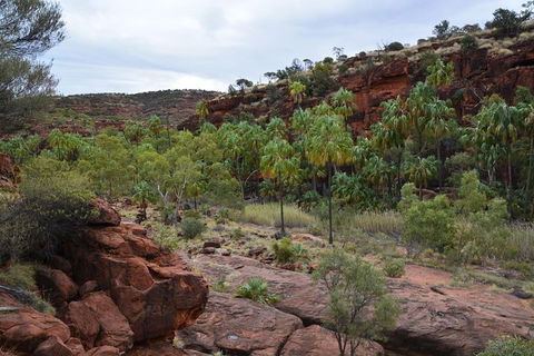 Palm Valley And Hermannsburg 1 Day 4WD Tour - Sydneys Hotel 4