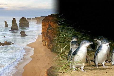Melbourne Super Saver: Great Ocean Road + Phillip Island + Attraction Pass - Sydneys Hotel 0