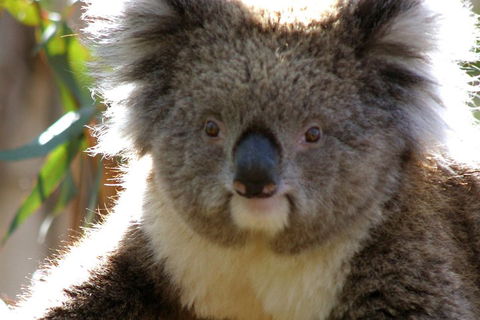 Melbourne Super Saver: Great Ocean Road + Phillip Island + Attraction Pass - Sydneys Hotel 3