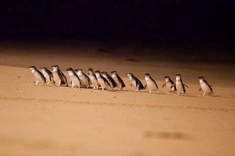 Phillip Island Penguin Parade Express Tour From Melbourne - Sydneys Hotel 0