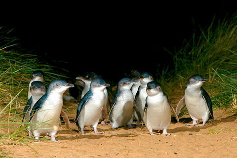 Phillip Island Penguin Parade Express Tour From Melbourne - Sydneys Hotel 5