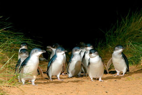 Puffing Billy, Moonlit Sanctuary & Penguins Day Tour - Sydneys Hotel 0