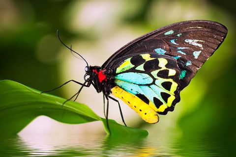 Australian Butterfly Sanctuary - Sydneys Hotel 4