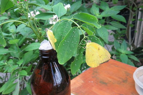 Australian Butterfly Sanctuary- Virtual Interactive Tour With Private Guide - Sydneys Hotel 0