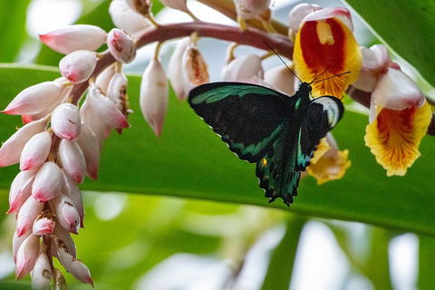 Australian Butterfly Sanctuary- Virtual Interactive Tour With Private Guide - Sydneys Hotel 2