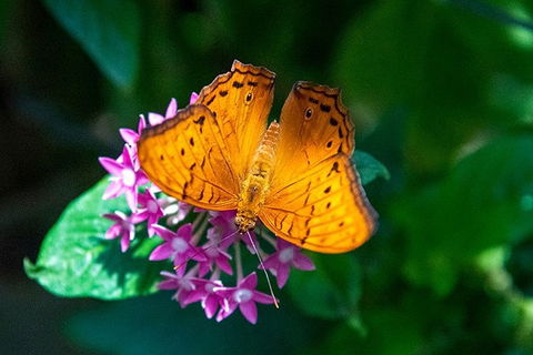 Australian Butterfly Sanctuary- Virtual Interactive Tour With Private Guide - Sydneys Hotel 3