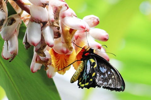 Australian Butterfly Sanctuary- Virtual Interactive Tour With Private Guide - Sydneys Hotel 5